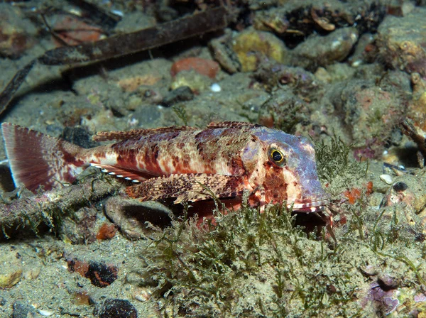 Gurnard fish swims into the sea showing his colors — Stock Photo, Image