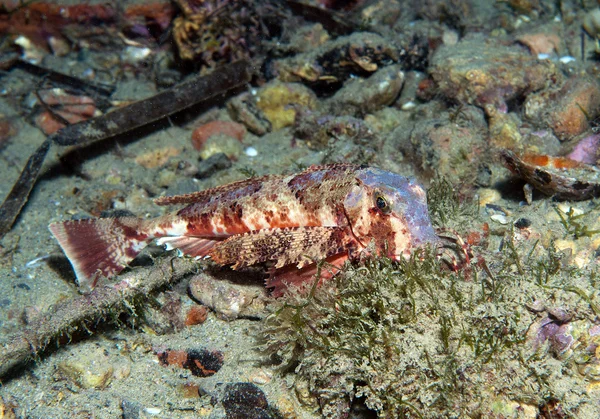 Knurrhahn schwimmt ins Meer und zeigt seine Farben — Stockfoto