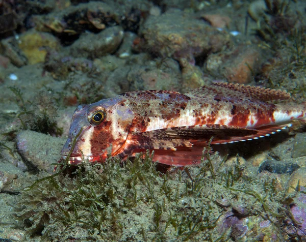 Gurnard fish swims into the sea showing his colors — Stock Photo, Image