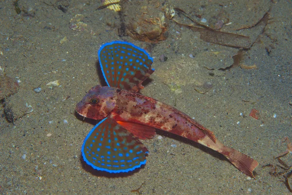 Gurnard fish swims into the sea showing his colors Stock Image