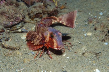 Kırlangıç yüzer denize balık