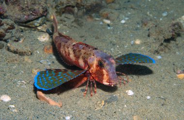 Kırlangıç yüzer denize balık