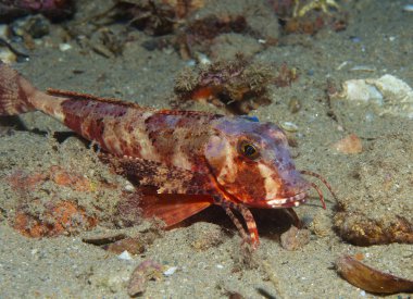 Kırlangıç yüzer denize balık