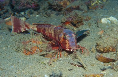 Kırlangıç yüzer denize balık