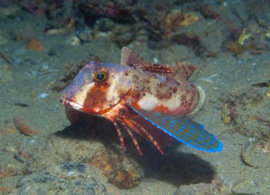 Kırlangıç yüzer denize balık