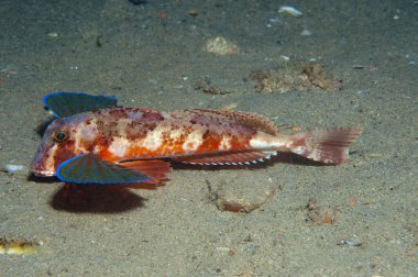 Kırlangıç yüzer denize balık