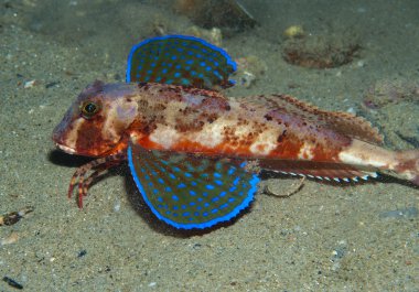 Kırlangıç yüzer denize balık