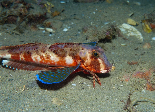 Gurnard fish swims into the sea — Stock Photo, Image