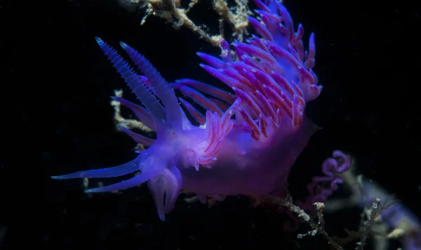 Purple invertebrate down the sea — Stock Photo, Image