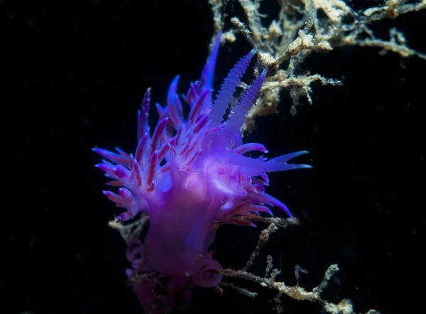 Invertebrado morado en el mar —  Fotos de Stock