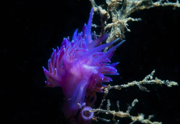 Invertebrado morado en el mar —  Fotos de Stock