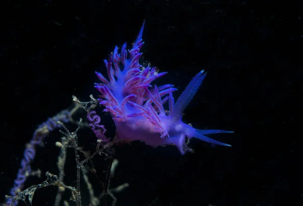 Paarse ongewervelden beneden de zee — Stockfoto