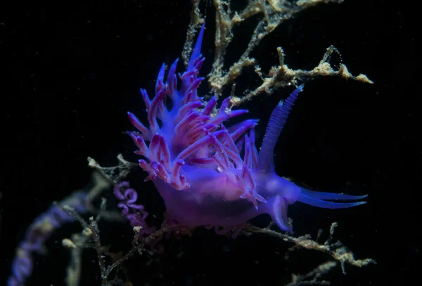 Paarse ongewervelden beneden de zee — Stockfoto