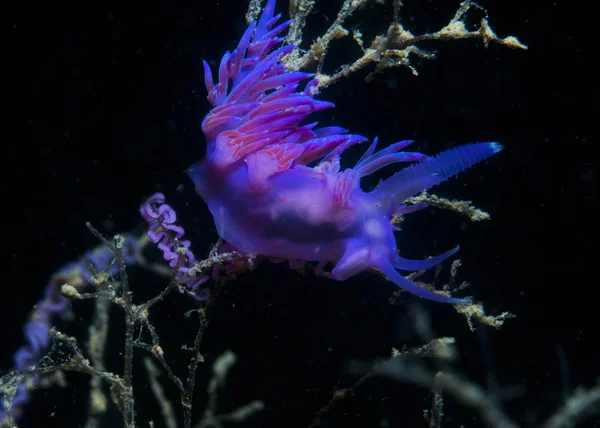 Purple invertebrate down the sea — Stock Photo, Image