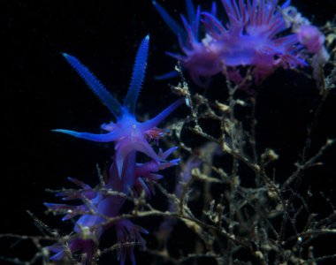 Mor omurgasız deniz aşağı