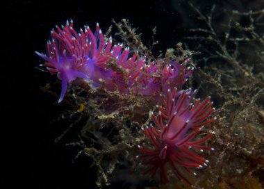 Mor omurgasız deniz aşağı