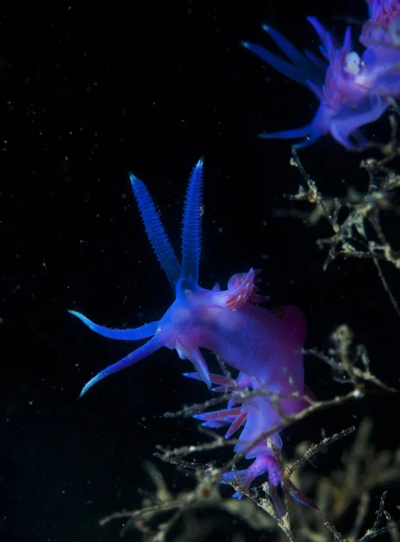 Purple invertebrate down the sea — Stock Photo, Image