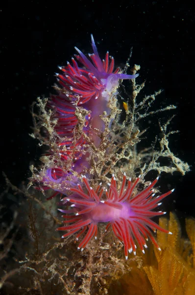 Invertebrado morado en el mar —  Fotos de Stock