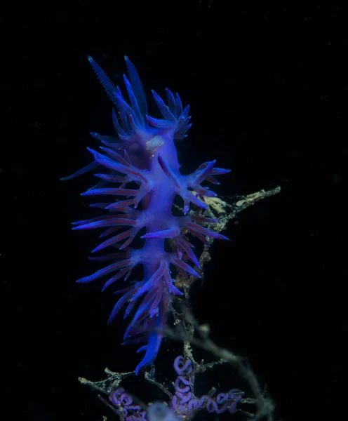 Paarse ongewervelden beneden de zee — Stockfoto