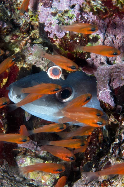 Conger-anguila se esconde — Foto de Stock