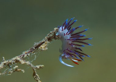 cratena peregrina yiyecek arıyor