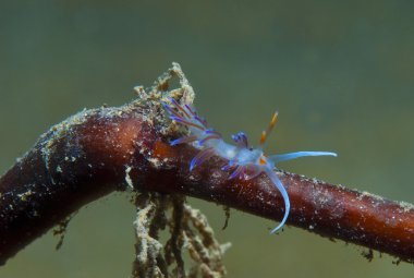 cratena peregrina yiyecek arıyor