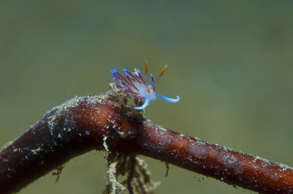 Cratena peregrina ψάχνει τροφίμων — Φωτογραφία Αρχείου