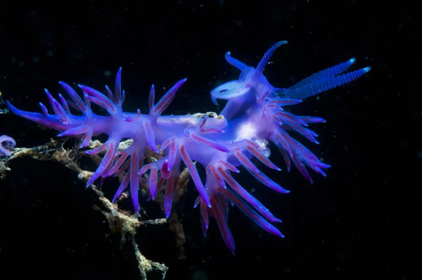 Purple invertebrate slips on the seabed — Stock Photo, Image