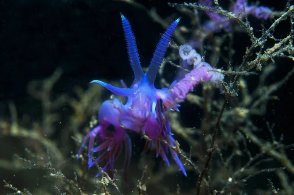 Purple invertebrate slips on the seabed — Stock Photo, Image