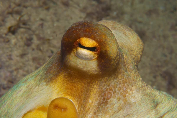 La pieuvre est camouflée parmi les rochers — Photo
