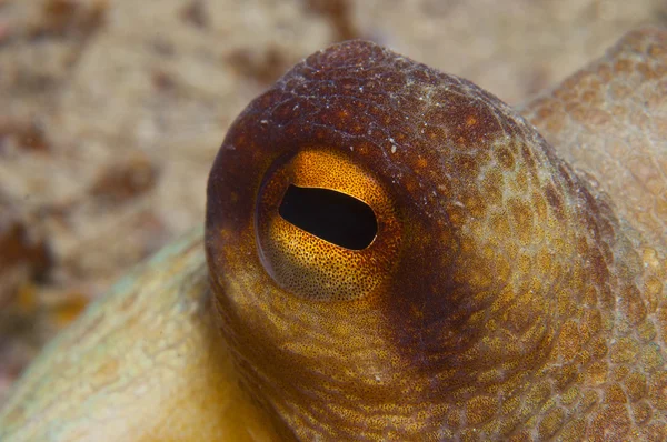 Bläckfisk är kamouflerat bland stenarna — Stockfoto