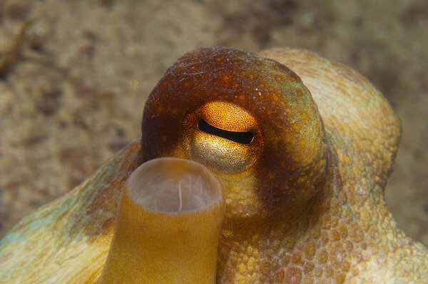 Осьминог замаскирован среди скал
