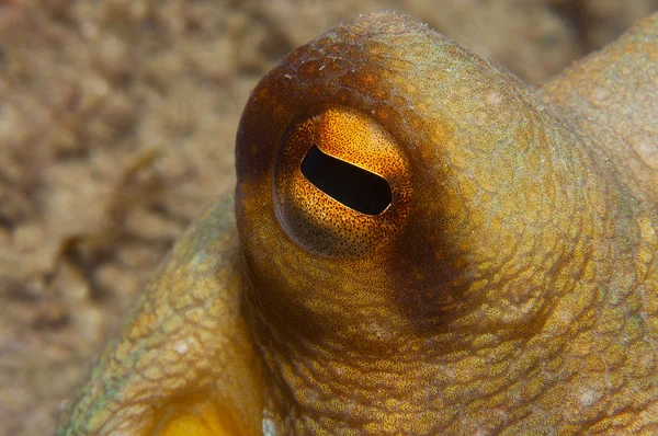 Octopus is camouflaged among the rocks Royalty Free Stock Photos