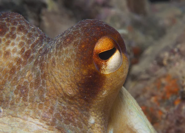 Octopus is camouflaged among the rocks Stock Picture