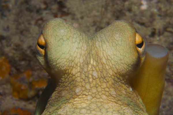 Octopus está camuflado entre as rochas Fotos De Bancos De Imagens