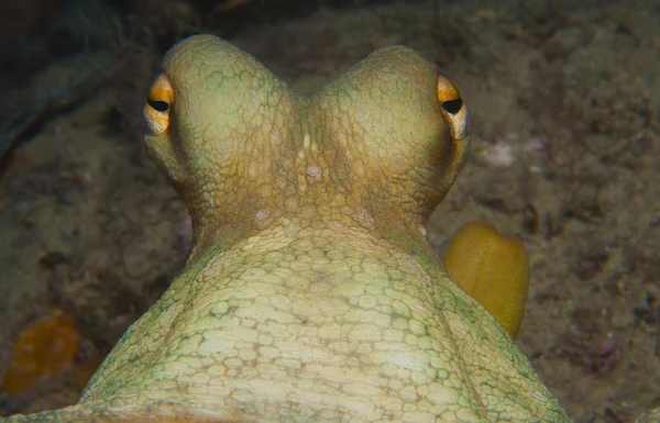 Octopus está camuflado entre as rochas Fotos De Bancos De Imagens Sem Royalties