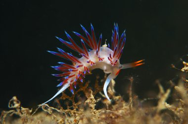 cratena peregrina denizde