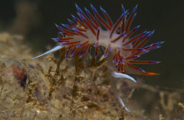 cratena peregrina denizde