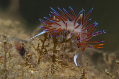 cratena peregrina denizde