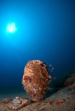 Denizde Pinna nobilis