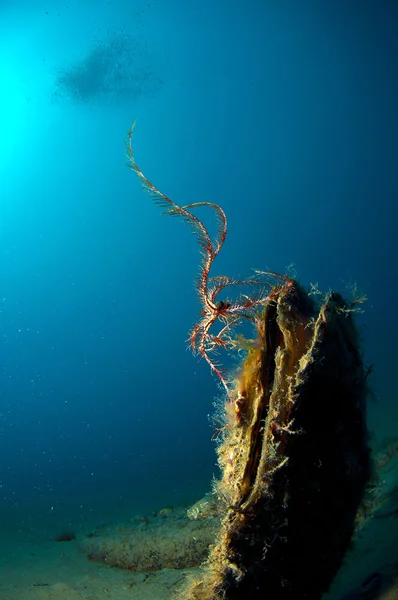 Pinna nobilis no mar — Fotografia de Stock