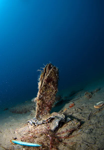 Pinna nobilis no mar — Fotografia de Stock