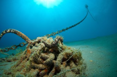 Deniz atı nereye sakladın işte