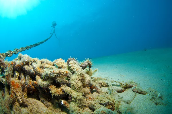 Aqui é onde escondes o cavalo-marinho. — Fotografia de Stock