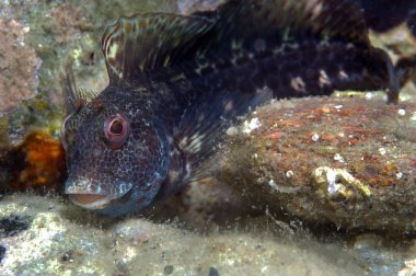 kayanın üzerinde küçük bir balık çıkar