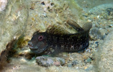 kayanın üzerinde küçük bir balık çıkar