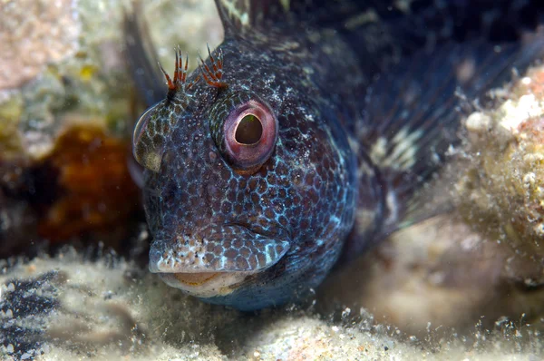 Um pequeno peixe sai na rocha — Fotografia de Stock