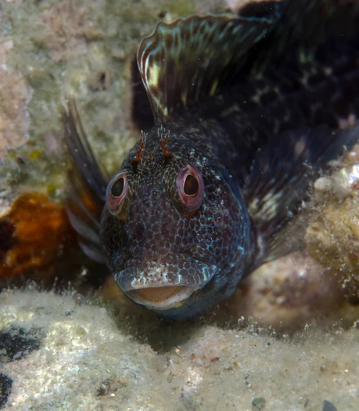 Um pequeno peixe sai na rocha — Fotografia de Stock