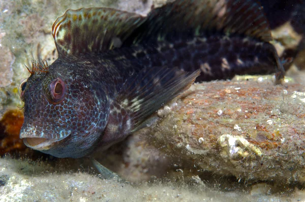 Um pequeno peixe sai na rocha — Fotografia de Stock