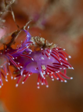 Mor omurgasız sünger üzerinde yürüme